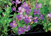 Tařička (Aubrieta)
