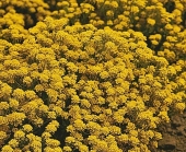 Tařice skalní (Aurinia saxatilis)