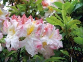 Azalka (Rododendron x mollis) vyžaduje kyselé půdy