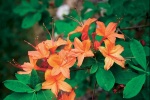 Azalky jsou opadavé dřeviny příbuzné se stálezelenými pěnišníky (Rhododendron). Dobře snáší polostín, vyžadují kyselou a vlhkou půdu. Kultivar Klondyke je moderní a bohatě kvetoucí, výška 100 až 150 cm, kvete v květnu a v červnu