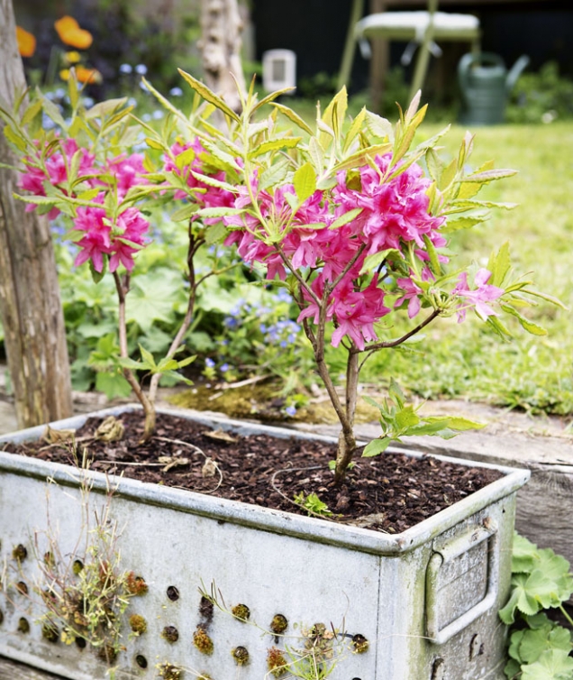 Rododendrony a azalky jsou jedna rodina. Jsou si v mnohém natolik podobné, že je botanici již neuvádějí jako dva rozdílné druhy, ale na azalky se pohlíží jako na poddruh.