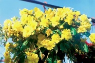 Begonia semperflorens - begonie