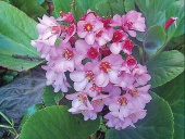 Badan (Bergania cordifolia)