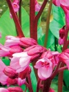 Badan neboli bergénie (Bergenia cordifolia)