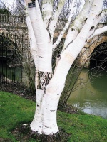 Betula utilis var. jacquemontii - bříza s téměř dokonale bílým kmenem