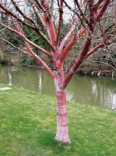 Betula albosinesis - zvláště některé kultivary této břízy mají úchvatně narůžvovělé kmeny