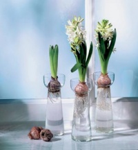 Hyacinty můžeme pěstovat i ve vodě. Jedinou podmínkou je, že budou ponořeny pouze jejich kořínky