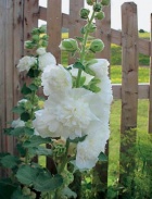 Proskurník (Althea rosea)