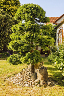 Na rozkvetlé zahradě se najde místo i pro solitéry – modřín opadavý (Larix decidua) 