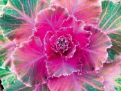 Okrasná kapusta (Brassica oleracea)