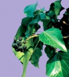Hedera helix - břečťan