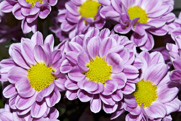 Chrysanthemum ´Bringhton Pink´