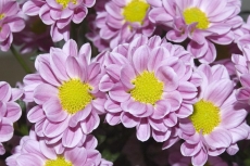 Chrysanthemum ´Brighton Pink´