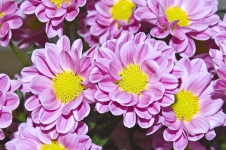 K mnohokvětým keříčkovitým odrůdám patří ´Brighton Pink´ typ Santini