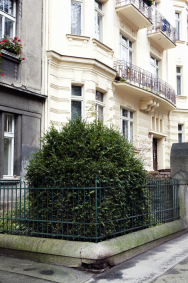 Zimostráz (Buxus) byl oblíbeným keřem už za první republiky a staré kusy jsou nádhernou ozdobou historických čtvrtí. V posledních letech ho likvidují housenky zavíječe, platí na ně postřik insekticidem Karate.
