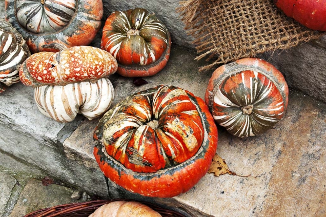 Cucurbita maxima ´Turks Turban´ patří mezi velmi známé okrasné odrůdy. Vydrží dlouho jako dekorace, snadno se vysuší a nehnije.
