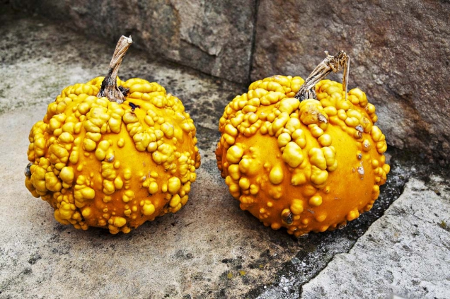 Drobná okrasná tykvička kulovitého tvaru ´Warzen Orange´ má povrch bradavičnatě zbrázděný. K jídlu se nepoužívá, ale jako dekorace je moc hezká.