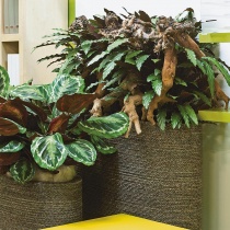 Calathea