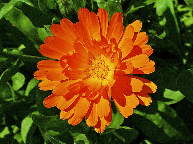 2. Měsíček lékařský (Calendula officinalis), jednoletá až dvouletá bylina, kvete od června do září. Krém či olej hojí rozpraskanou kůži, popáleniny, omrzliny. Jazykovité květy se vyluhují v horkém sádle nebo v olivovém oleji na slunci.