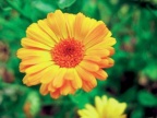 měsíček (Calendula officinalis)
