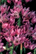 Vřes Calluna vulgaris Alportii Praecox