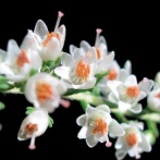 Vřes Calluna vulgaris Alba
