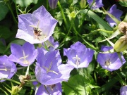 Zvonek broskvolistý (Campanula persicifolia)