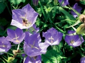 Zvonek karpatský (Campanula carpatica)
