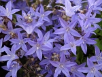 Campanula garganica - zvonek garganský