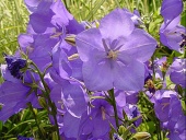 Zvonek karpatský (Campanula carpatica)