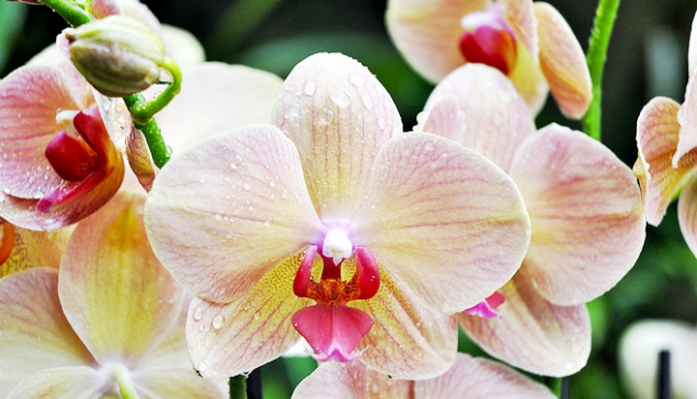 Hybridy rodu Phalaenopsis jsou šlechtěné nejen na krásu, ale i na kvetení co nejdéle a co nejčastěji, i několikrát v roce.