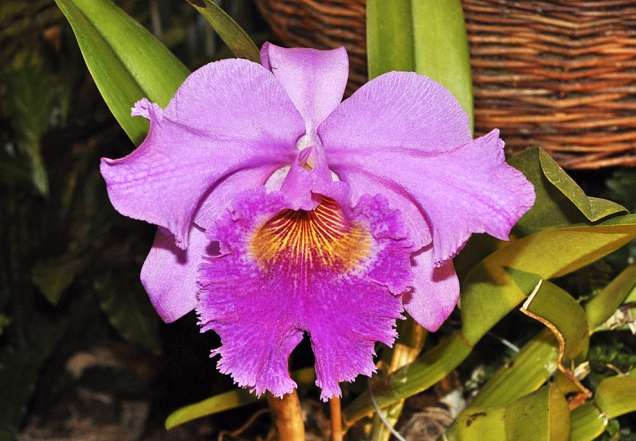 Zvláště velkokvětý je hybrid Laeliocattleya ´Gaillarmont´