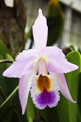 Cattleya gaskelliana pochází z hor Kolumbie a Venezuely.