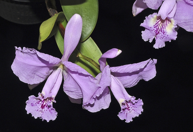 Cattleya lueddemanniana z pobřeží Venezuely patří k velmi teplomilným druhům.