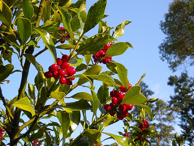 Cesmína paraguayská (Ilex paraguarensis) je domovem v subtropických oblastech Jižní Ameriky. Strom dorůstá až do 20 m. Vejčité vroubkované listy jsou základem posilujícího čaje maté.