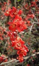 Kdoulec (Chaenomeles x superba)