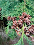 Cypřišek (Chamaexyparis Lawsoniana Alumii) je stálezelená štíhlá vyšší jehličina, která pochází ze severní Ameriky a snáší dobře i polostín. Je nanáročná na půdu a dá se bez problémů tvarovat střihem. Má stříbřitě zelenou barvu. Výška 8 až 10 m (staré exempláře v parcích)