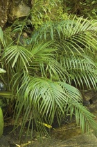 Chamaedorea cataractarum: Rod Chamaedorea patří k nejvhodnějším palmám do bytu. Chamaedorea cataractarum dorůstá sotva metrové výšky, je však dosti vlhkomilná. Hodí se k domácímu bazénu, velkému akváriu nebo fontánce v zimní zahradě. Snese i hluboký stín