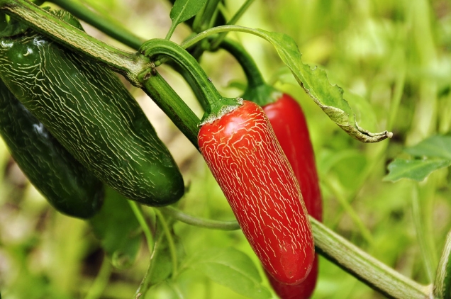 Papričky typu jalapeno. Tyto chutnají při rozkousání chvíli sladce a teprve potom se objeví pálivost. Popraskaná slupka je v pořádku, je znakem konkrétní odrůdy.