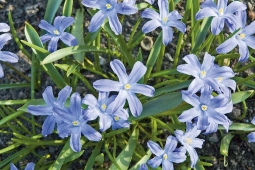 Ladonička bleděmodrá (Chionodoxa luciliae) je drobná, křehce působící kytička, ale na vhodném místě vydrží mnoho let a spokojeně se rozrůstá do velké plochy