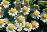řimbaba - (Pyrethrum - Chrysanthemum parthenium)