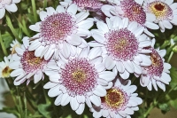 Odrůda ´Cindy´ ze skupiny Multiflora