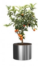 Citrofortunella microcarpa