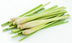 citronová tráva