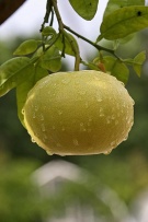 Citrus sinensis Maltese