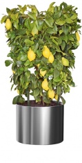 Citrus limon Lunario