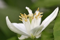 Citrus paradisi marsh Miami