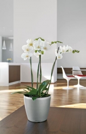 ORCHIDEA PHALAENOPSIS