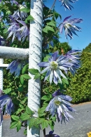 Květy plaménku (Clematis macropetala ’Wesselton’) zdobí kovovou konstrukci