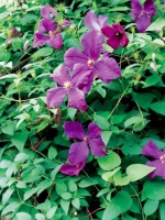 Plamének (Clematis)